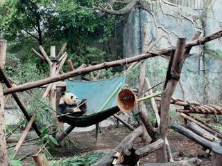 chengdu